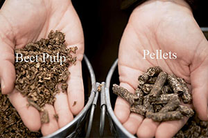 Beet Pulp Pellets For Cattle And Horse Feeding