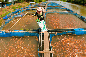 Fish Feed Pellets For Farming 