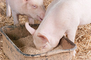 Feed Pellet For Pig Farming 