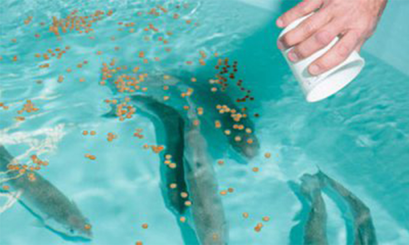 feed pellets for catfish farming