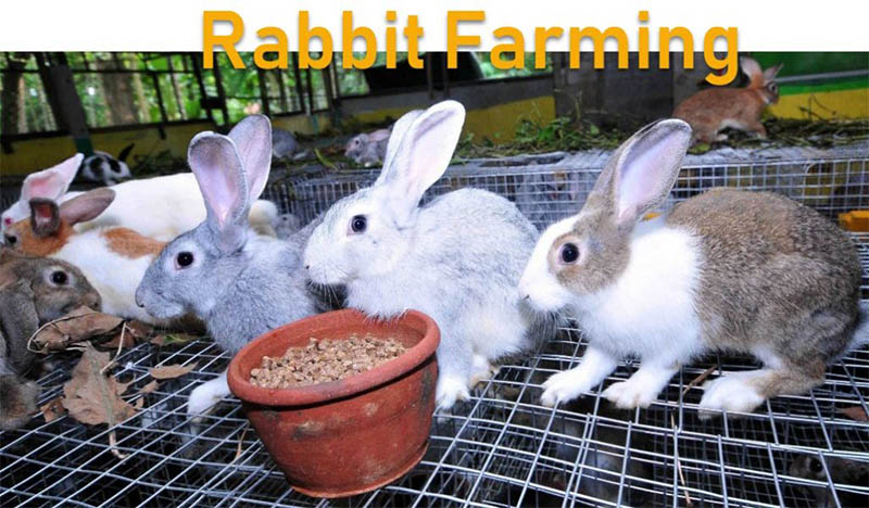 make the best feed pellets for rabbit farming