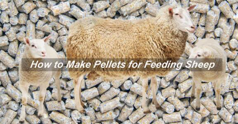 sheep feed pellets