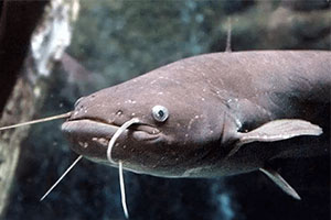 Catfish Feed Pellets