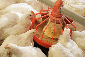 Broiler Chicken Feed Pellets