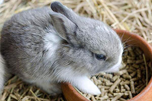 Rabbit Feed Pellets For Farming