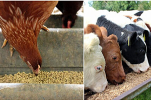 Animal Feed Pellets