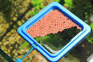 Aquatic Feed Pellets