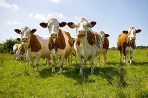 Cattle Feed Pellets For Farming 