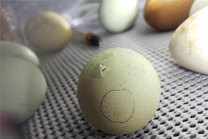 Egg Hatchery Machine