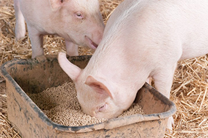 Feed Pellet For Pig Farming 