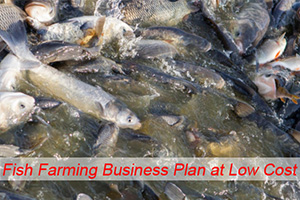 Fish Farming Business Plan At A Low Cost