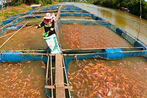 Floating Fish Feed Pellets