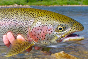 Fish Feed Pellets For Rainbown Trout Farming