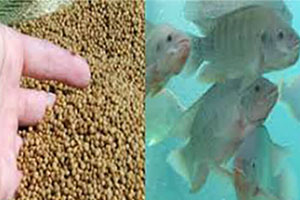 Fish Feed Pellets