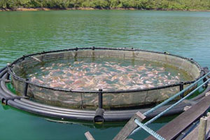 Tilapia Farming