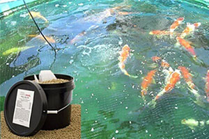 fish feed pellets for fish farming
