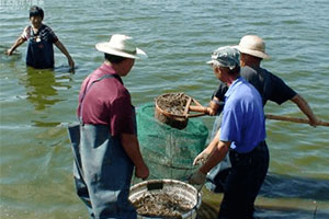 Fish Feed Pellets