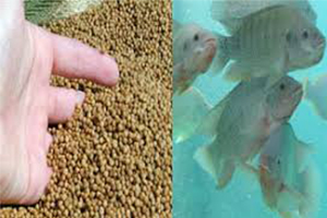 Fish Feed Pellets