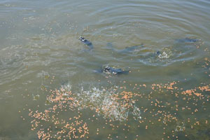 fish feed pellets for fish farming