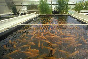 Floating Fish Feed Machine