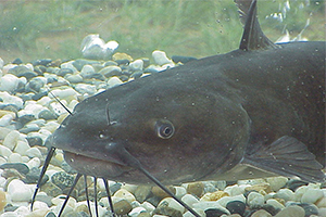 catfish farming