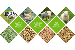 Poultry Feed Pellets For Farming 