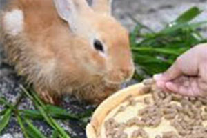 Feed Pellets For Rabbit Farming