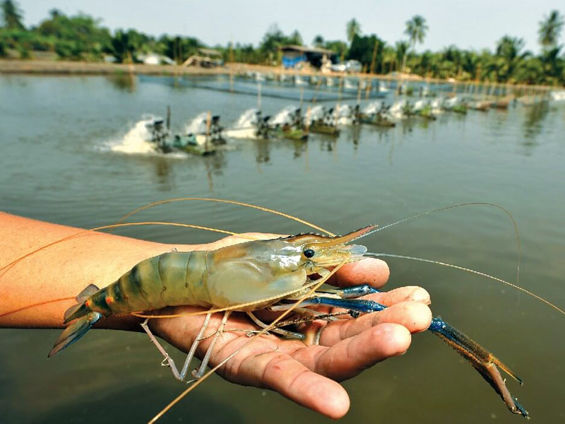 shrimp farming