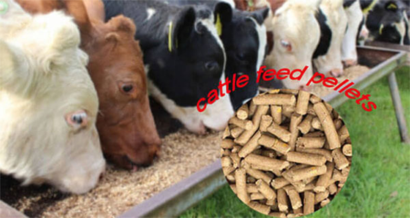 cattle feed pellets