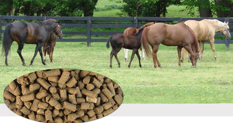 animal feed pellets