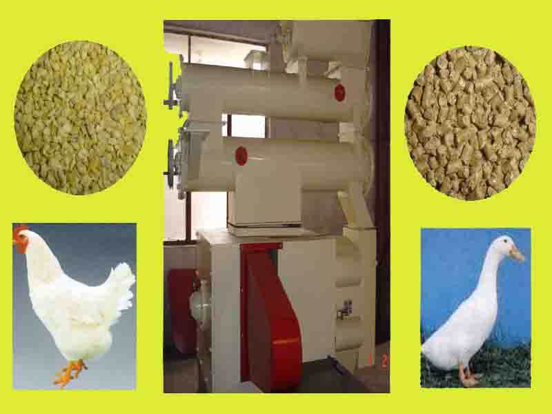 animal feed pellet