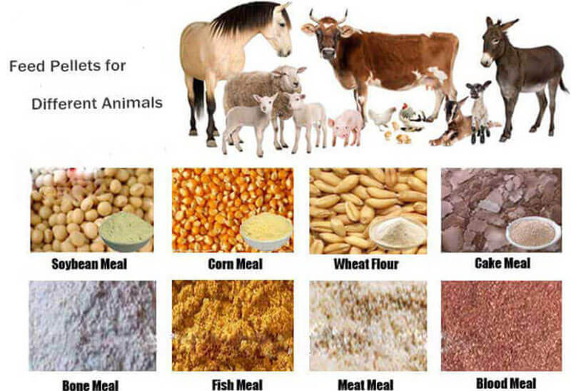 animal feed pellets