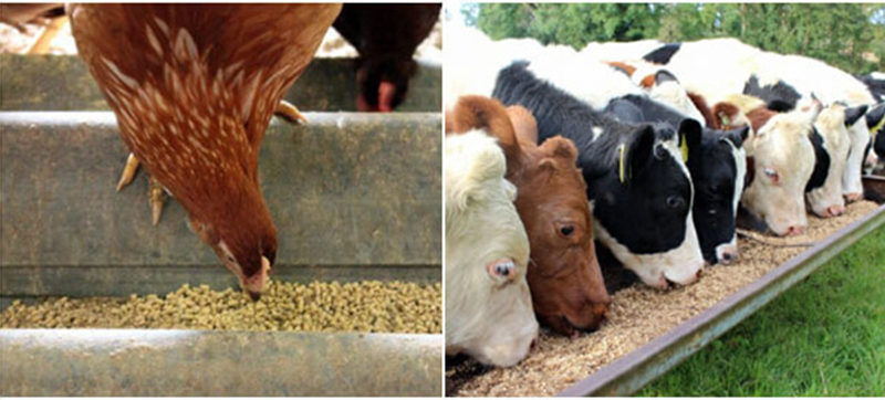 animal feed pellets