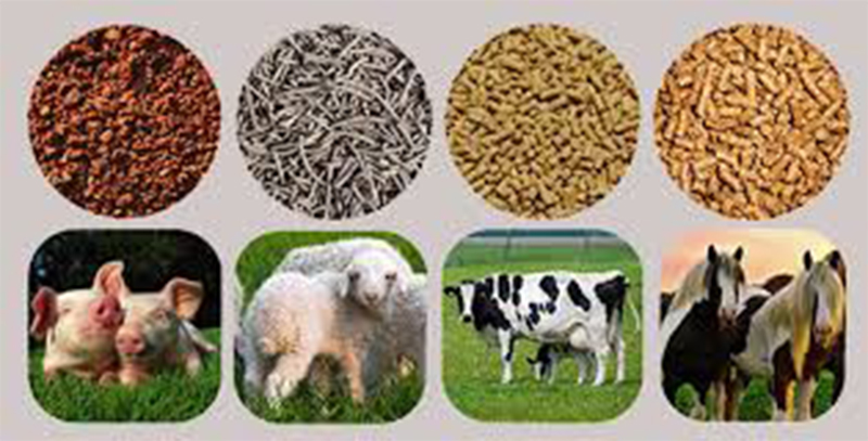 animal feed pellets