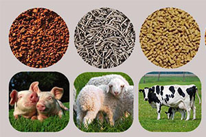 Animal Feed Pellets