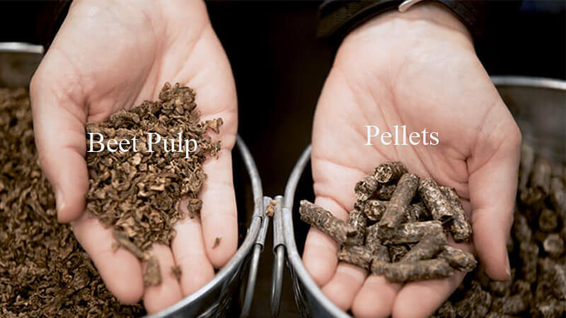 beet pulp pellets