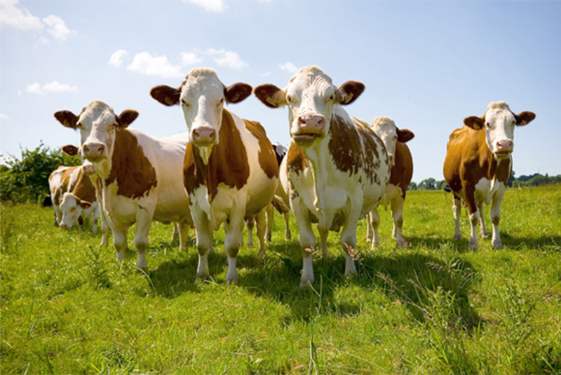 cattle feed pellets for farming 