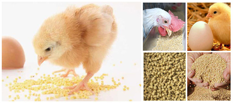 chicken feed pellets