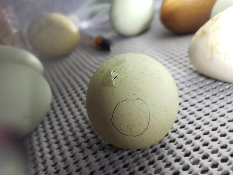 Hatching eggs. Влага в яйцах куриных. Egg Hatch. Яйцо с переходом. К чему снятся яйца куриные.