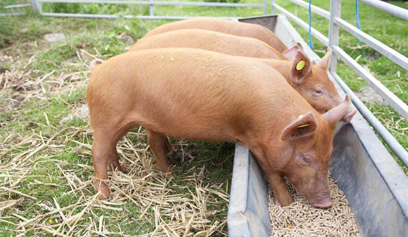 feed pellets for pig farming 