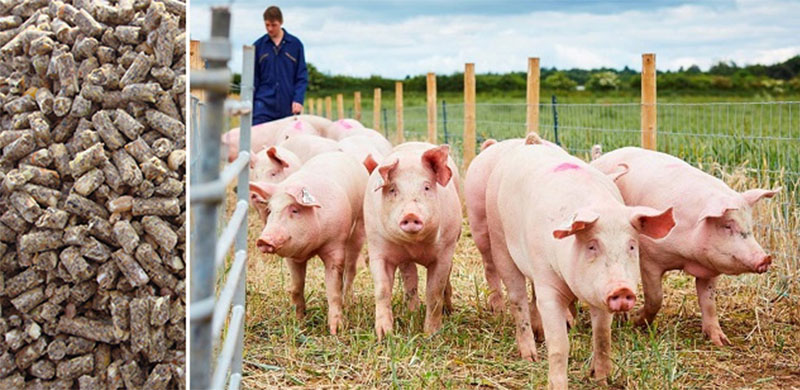 pig feed pellets for farming
