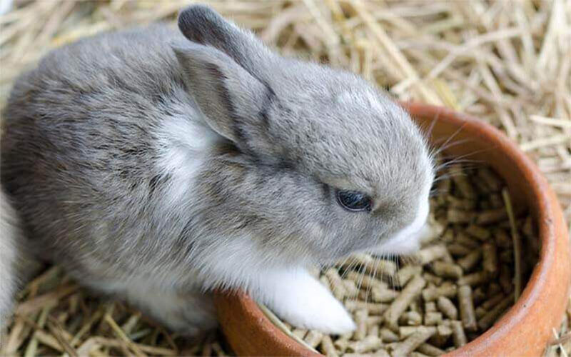 rabbit feed pellets