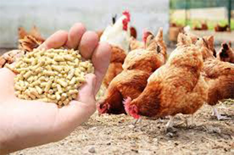 chicken feed pellets