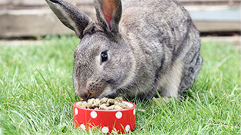 rabbit feed pellets