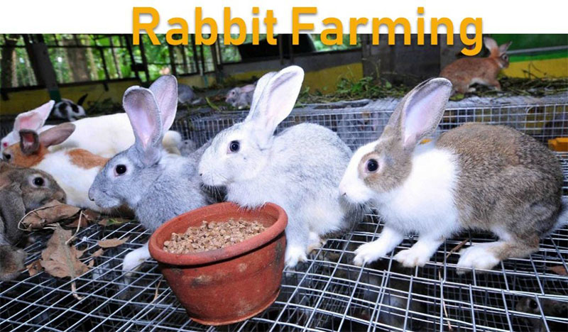 feed pellets for rabbit farming