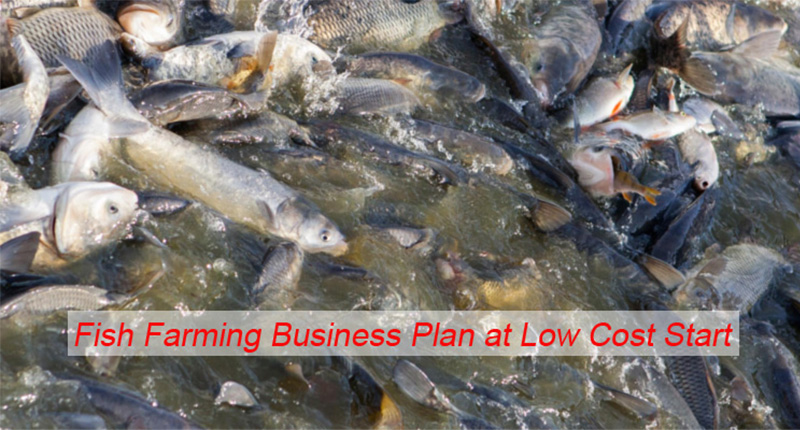 fish farming business plan at a low cost