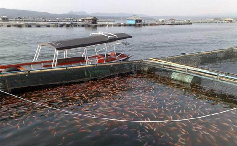 fish feed machine for fish farm