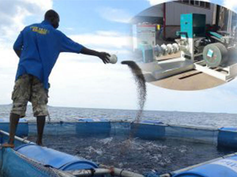 tilapia farming