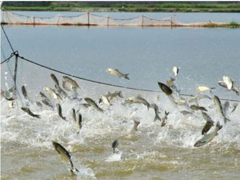 fish farming