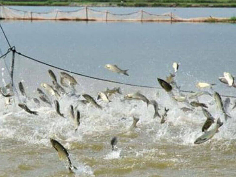 fish farming